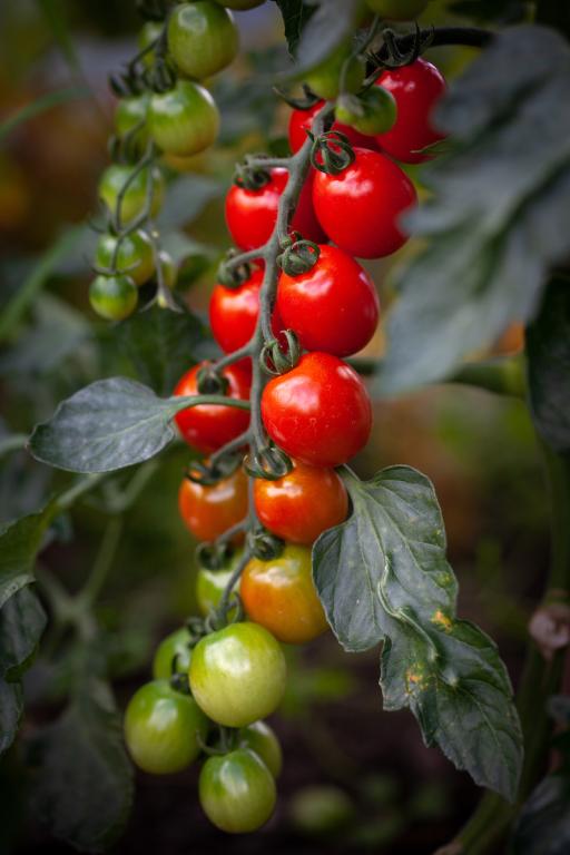 Tomato, Cherry, 'Apero', F1 Hybrid