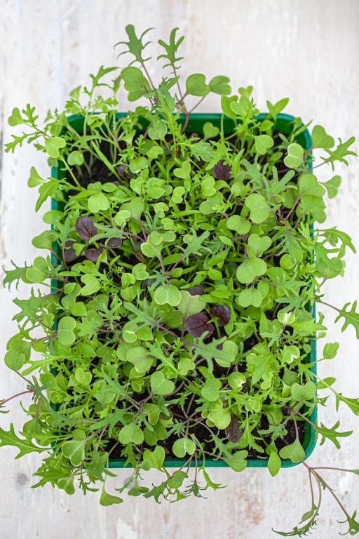 Salad Leaves Chiltern Seeds Mixes, 'Wicked Winter' - Hardy Salad Leaves Mix