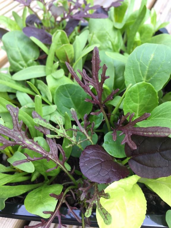 Salad Leaves Chiltern Seeds Mixes, 'Baby (Leaf) Come Back’ - Cut & Come Again Salad Leaves Mix