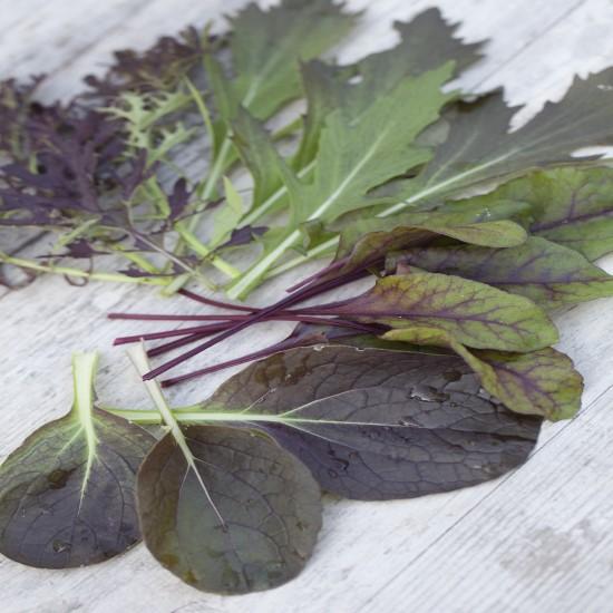 Salad Leaves Chiltern Seeds Mixes, 'Flaming Brilliant’ - Red Salad Leaves Mix
