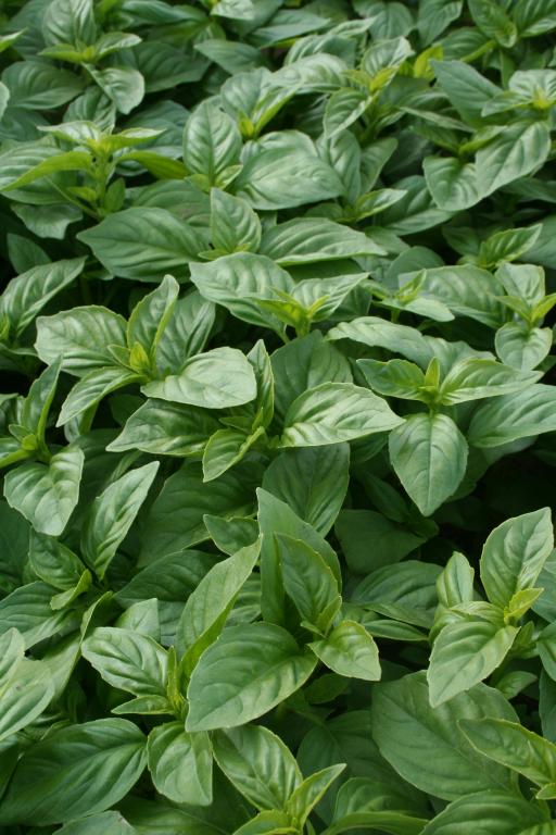 'British Basil'