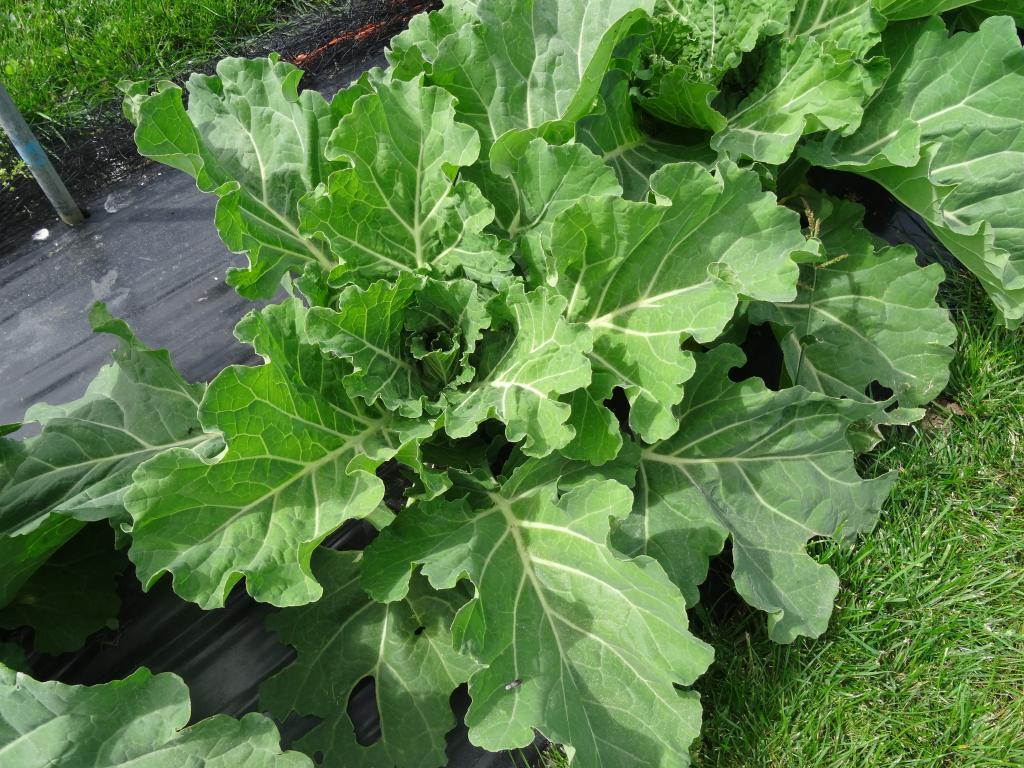 Collards Teddie', F1 Hybrid
