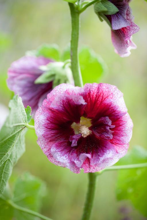 Alcea rosea, 'Crème de Cassis'