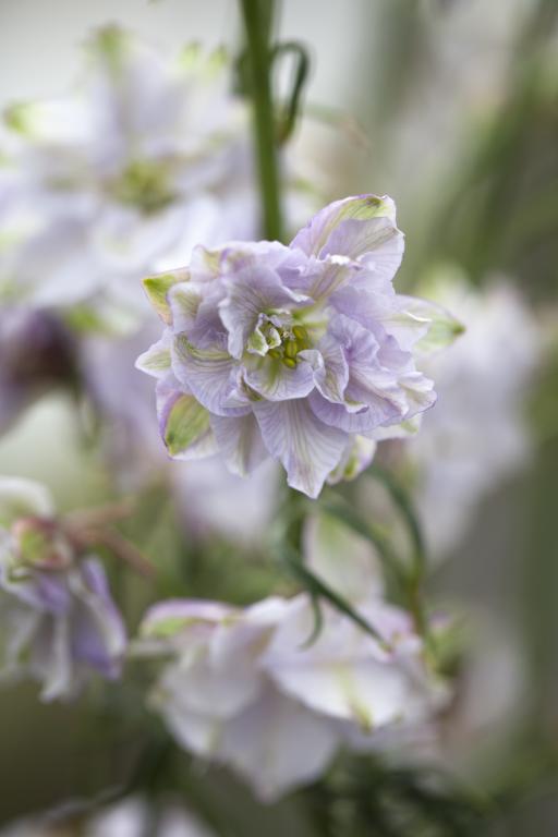 Delphinium consolida, 'Smokey Eyes'