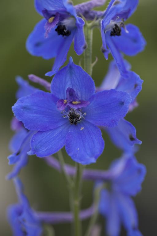 Delphinium x belladonna, 'Oriental Blue'
