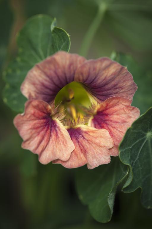 Tropaeolum minus, 'Ladybird Rose'