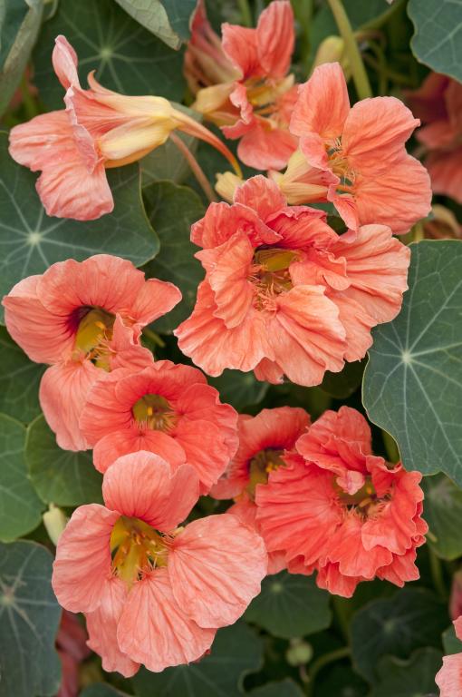 Tropaeolum minus, 'Salmon Baby'