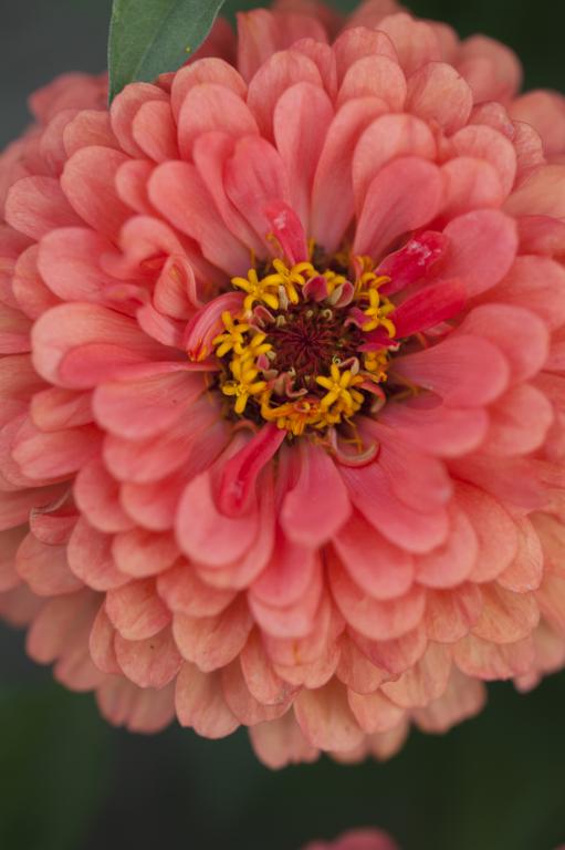 Zinnia elegans, Dahlia-Flowered, 'Coral Beauty'