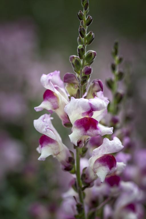 Antirrhinum majus, 'Lucky Lips'