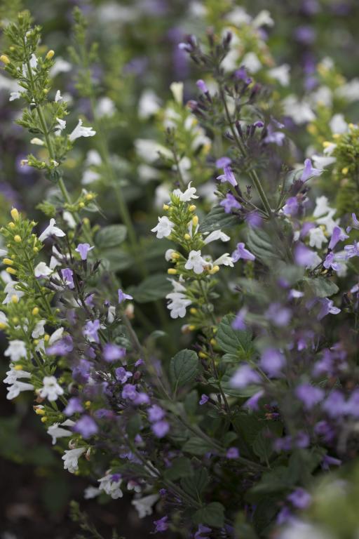 Calamintha nepeta, 'Marvelette Blue & White'