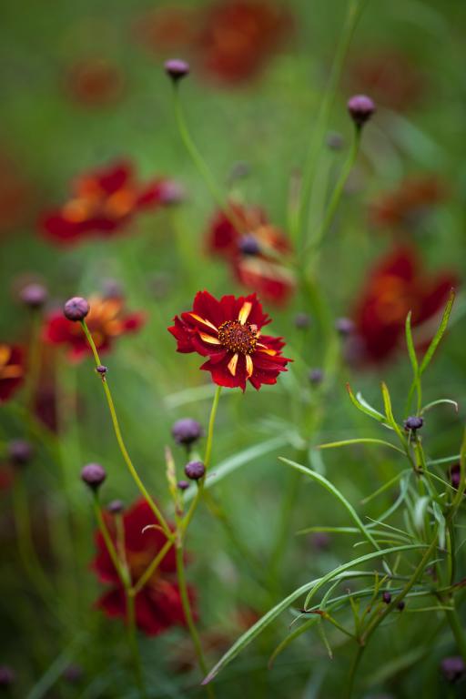 Coreopsis tinctoria, 'Roulette'