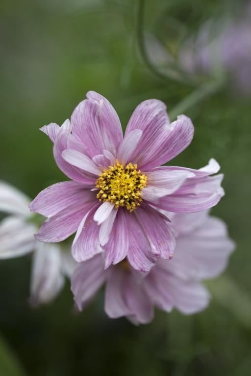 Cosmos bipinnatus, 'Rosetta'
