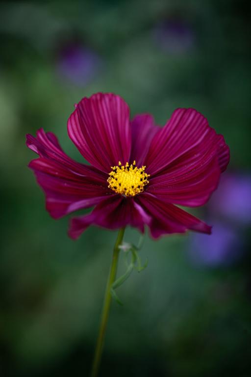 Cosmos bipinnatus, 'Rubenza'