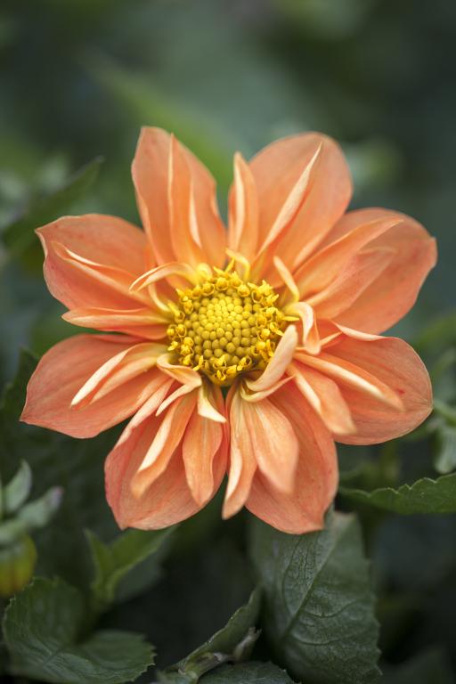 Dahlia, 'Sunny Reggae'
