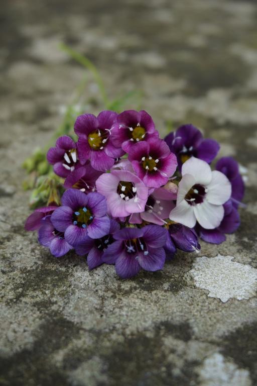 Gilia tricolor, 'Felicitas Mix'
