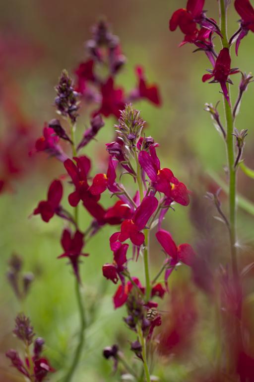 Linaria maroccana, 'Licilia Red'