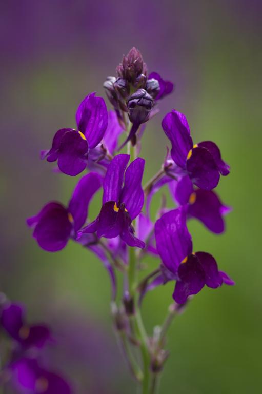 Linaria maroccana, 'Licilia Violet'