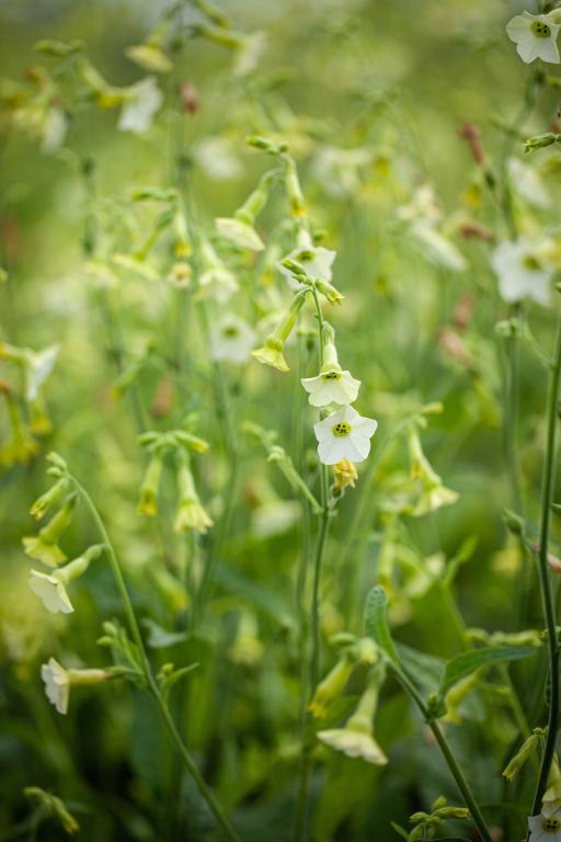 Nicotiana x hybrida, 'Starlight Dancer'