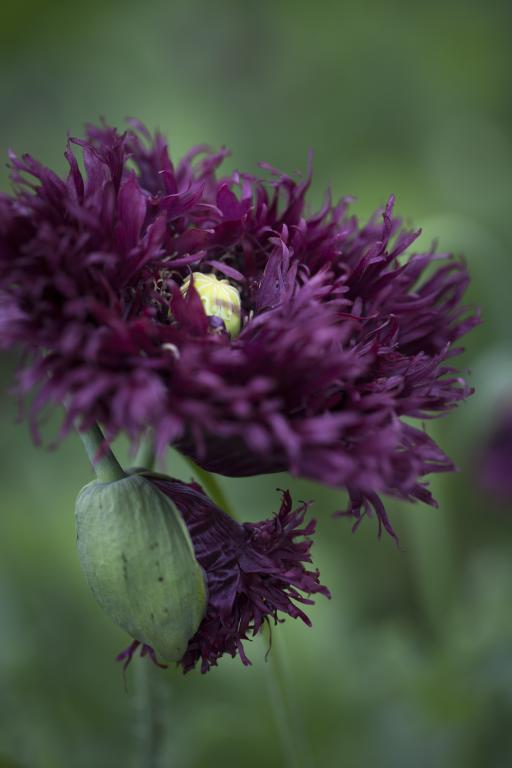 Papaver somniferum laciniatum, 'Black Swan'