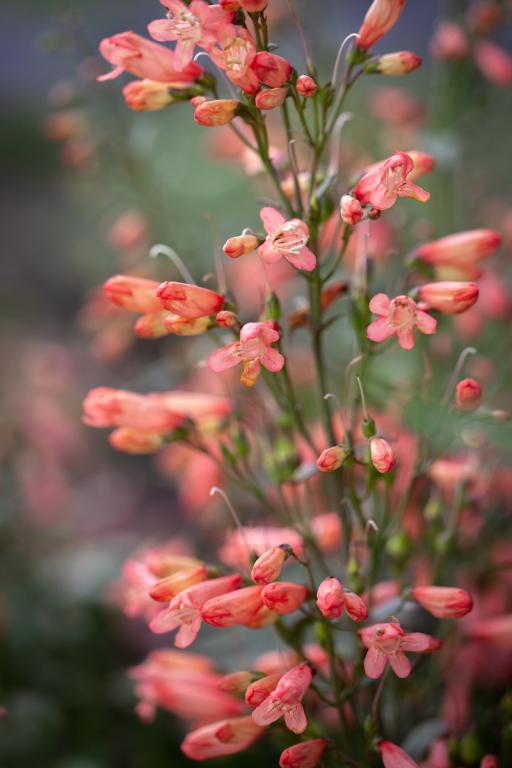 Penstemon barbatus, 'Twizzle Coral'