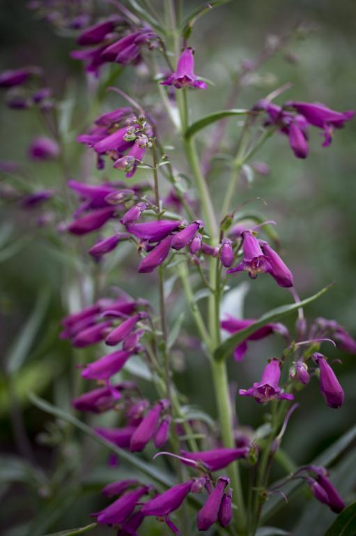 Penstemon barbatus, 'Twizzle Purple'