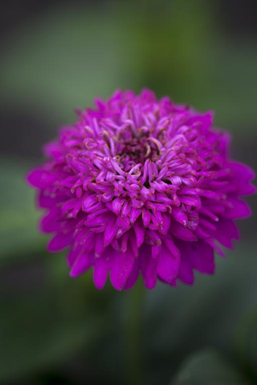 Zinnia elegans, 'Zinderella' Purple