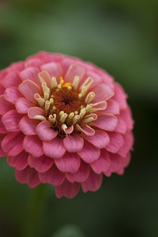 Zinnia elegans, 'Lilliput Salmon'