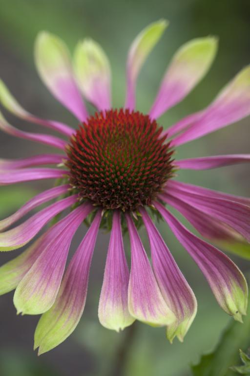 Echinacea purpurea, 'Green Twister'