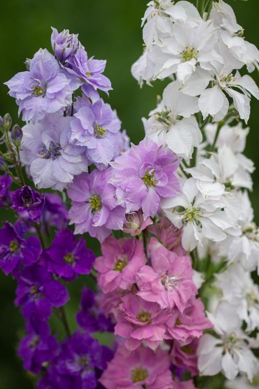 Delphinium consolida, 'Giant Hyacinth Flowered'