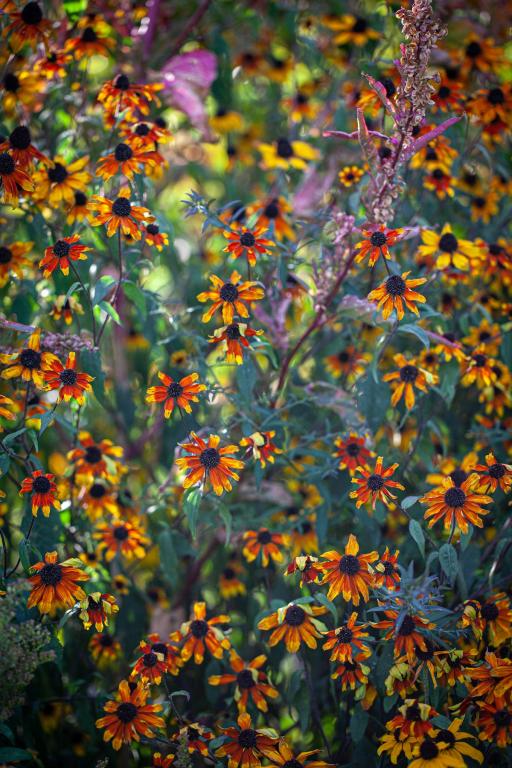 Rudbeckia triloba, 'Prairie Glow'