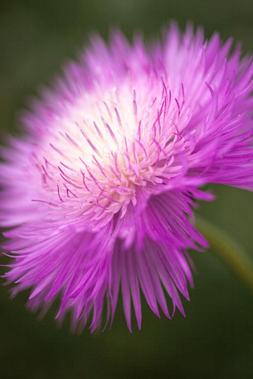 Amberboa moschata, 'Graciosa'