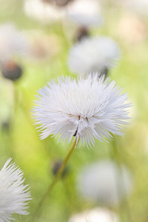 Amberboa moschata, 'The Bride'