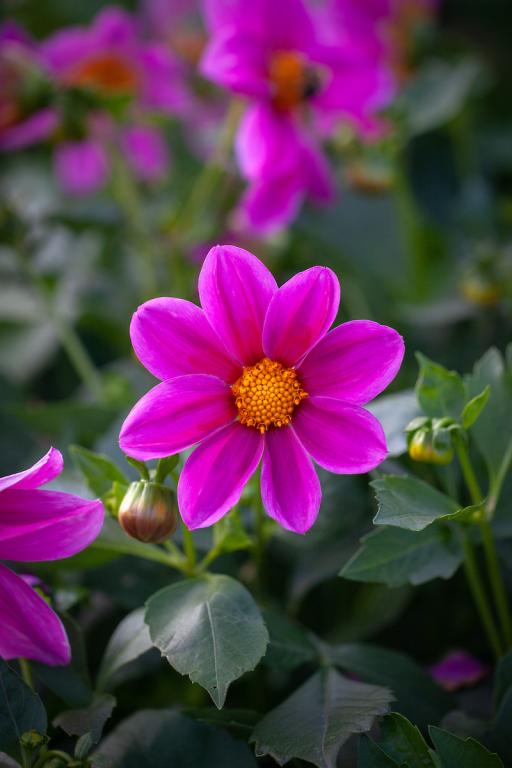 Dahlia, 'Mignon' Series, 'Rose Shades'