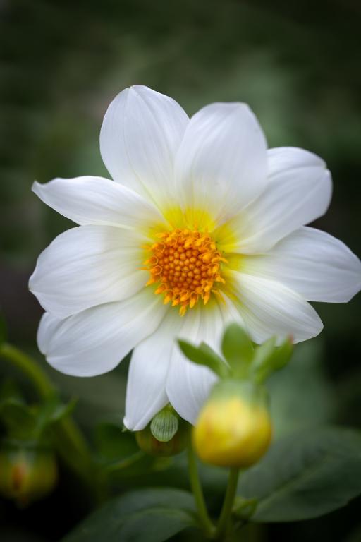 Dahlia, 'Mignon' Series, 'White Shades'