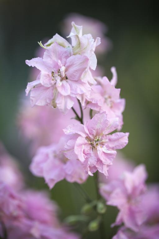 Delphinium consolida, 'Pink Perfection'
