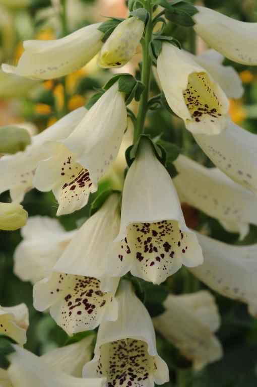 Digitalis purpurea, 'Dalmatian Crème'