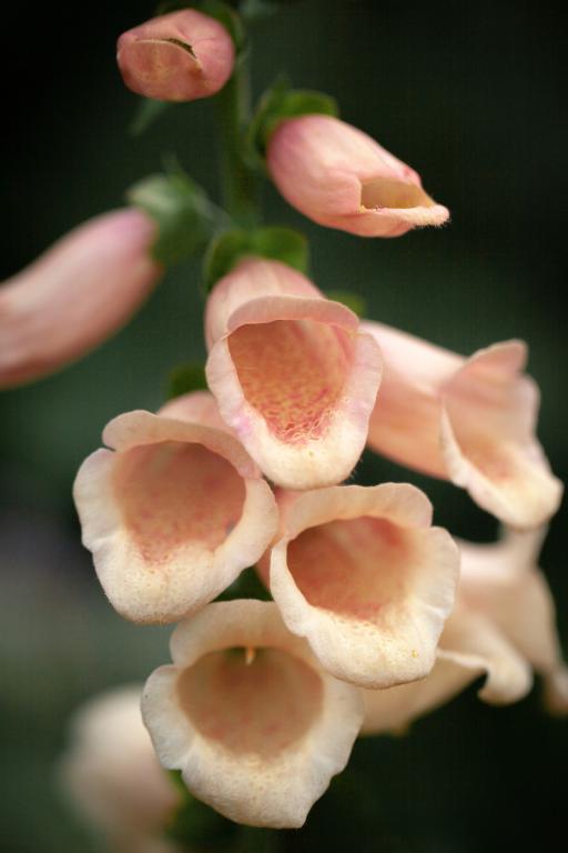 Digitalis purpurea, 'Dalmatian Peach'