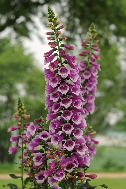 Digitalis purpurea, 'Dalmatian Purple'