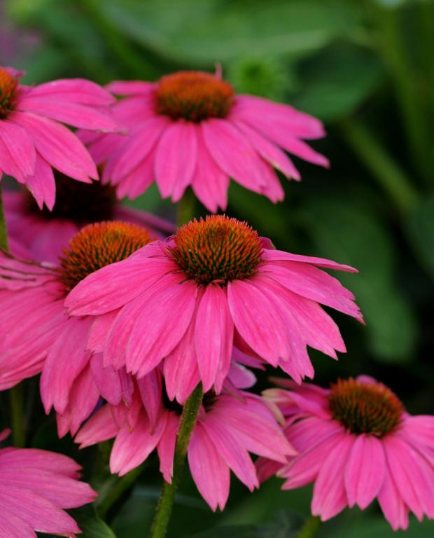 Echinacea purpurea, 'PowWow Wild Berry'
