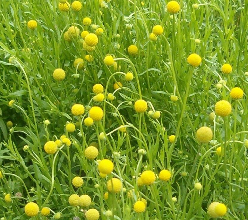 Cephalaphora aromatica, 'Pineapples'
