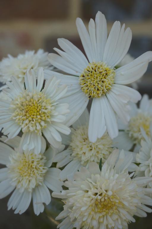 Cosmos bipinnatus, 'Popsocks, White'