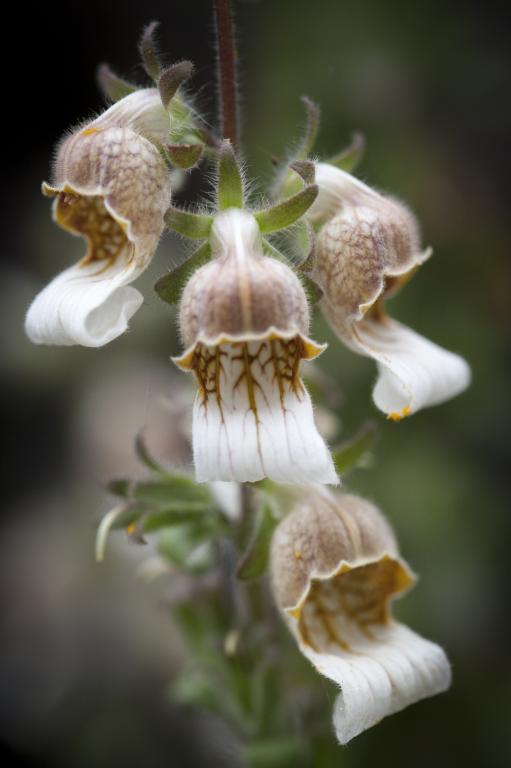 Digitalis lanata, 'Café Crème'