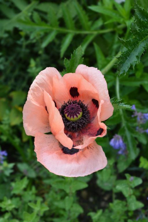 Papaver orientale, 'Coral Reef'
