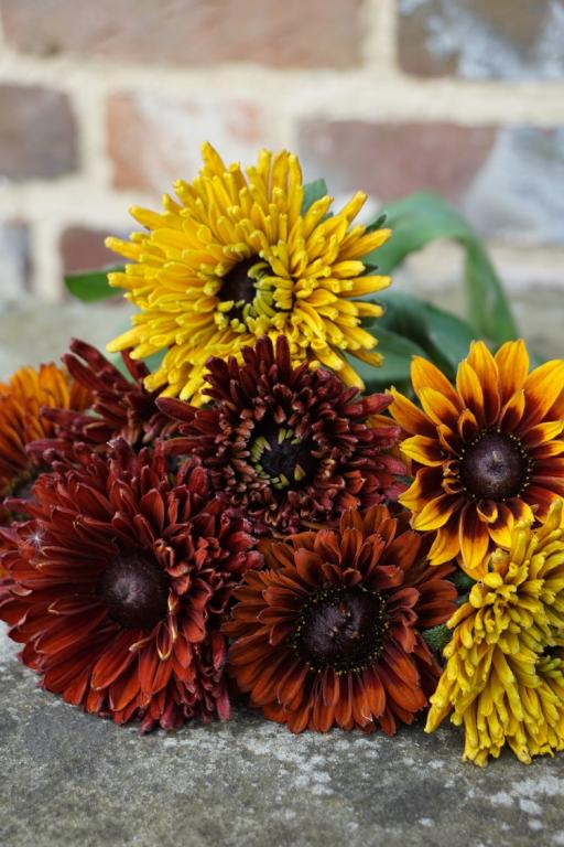 Rudbeckia hirta, 'Cherokee Sunset'