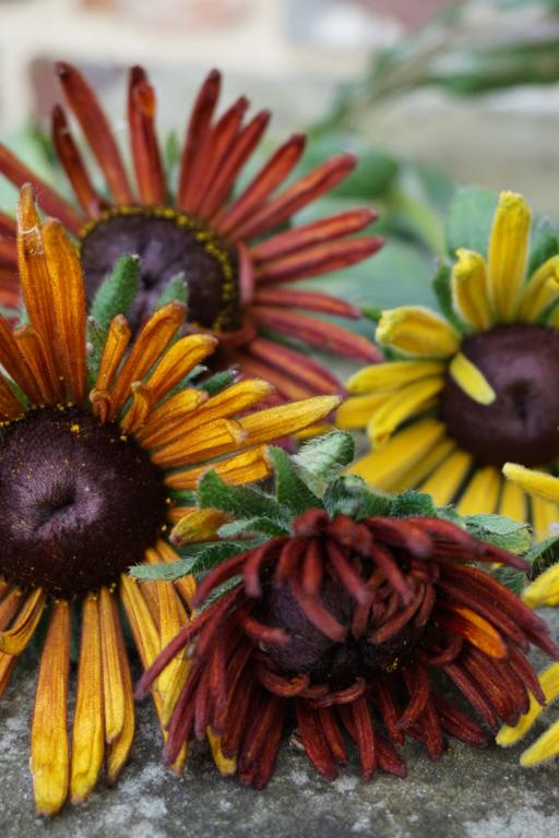 Rudbeckia hirta, 'Chim Chiminee'