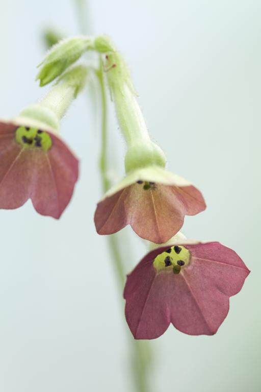 Nicotiana x hybrida, 'Tinkerbell'