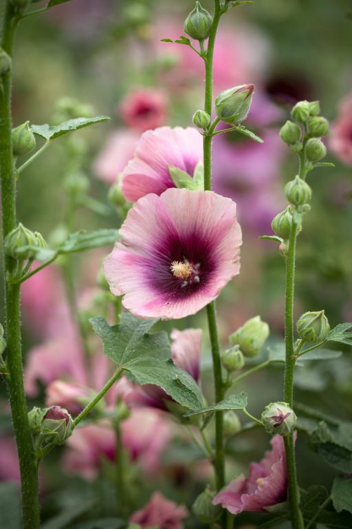 Alcea rosea, 'Halo Apricot'
