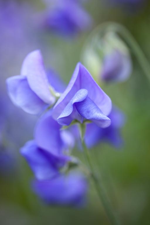 Lathyrus odoratus, 'Noel Sutton'