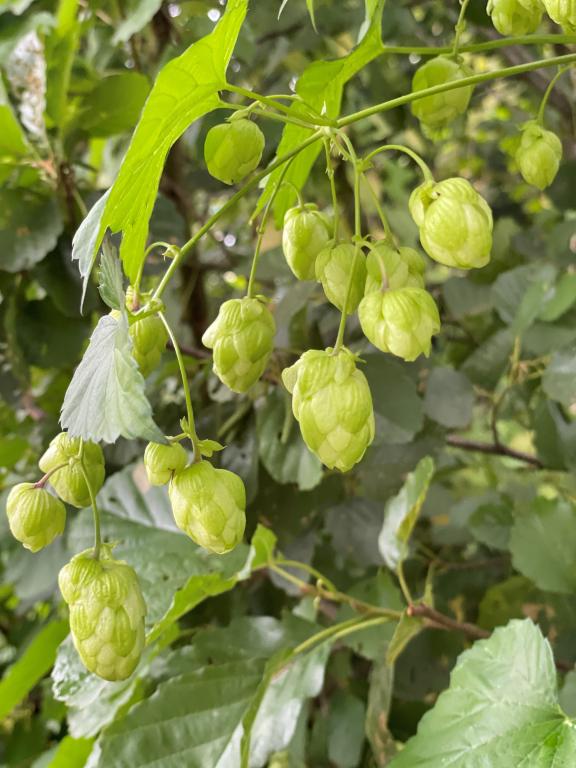 Humulus lupulus