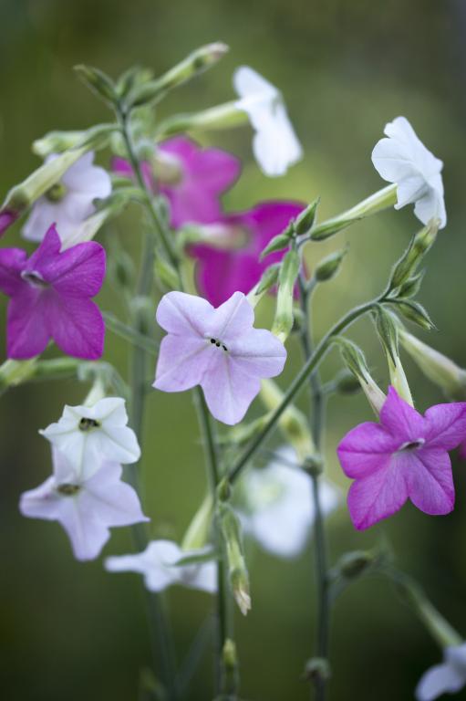 Nicotiana x hybrida, 'Whisper Mixed', F1 Hybrid
